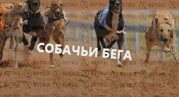 Ставки на собачьи бега