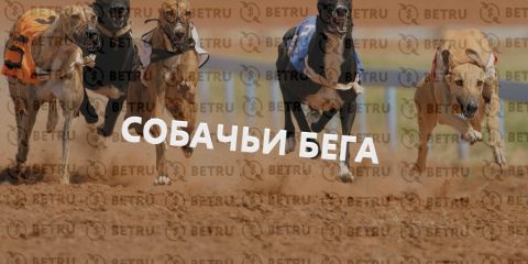 Ставки на собачьи бега — все, что необходимо знать