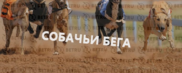 Ставки на собачьи бега — все, что необходимо знать